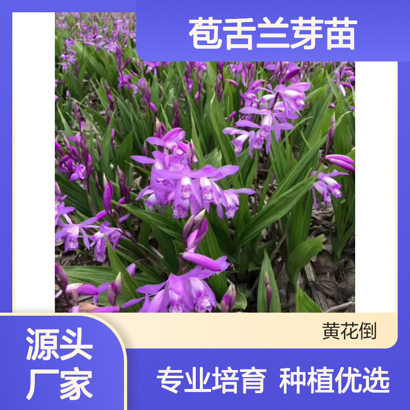 农户直供苞舌兰芽苗 园林常绿灌木优选 种植简单