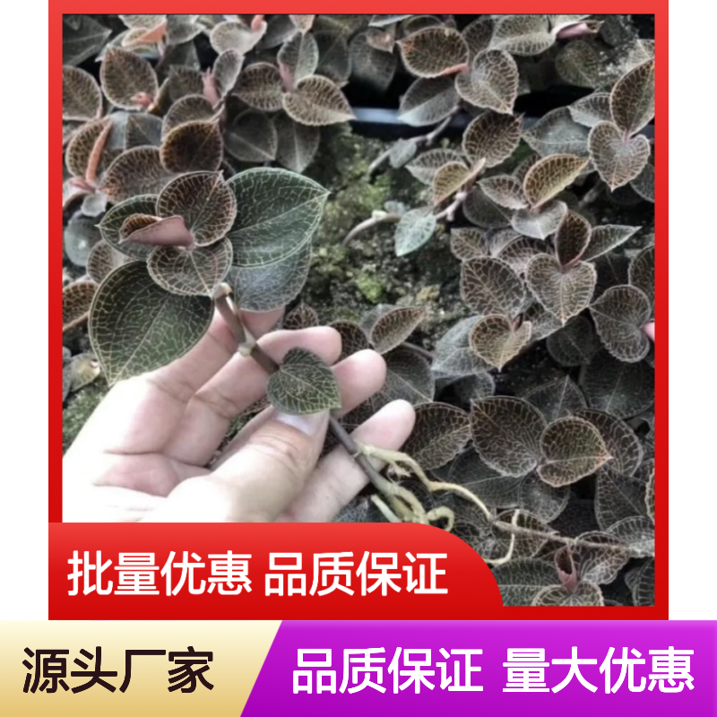 深山老林金线莲苗 珍稀药材苗批发 品质优良 生长旺盛