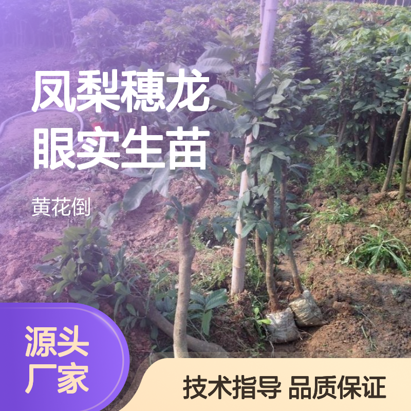 基地直供凤梨穗龙眼实生苗 全程技术指导 十几年苗木培育经验