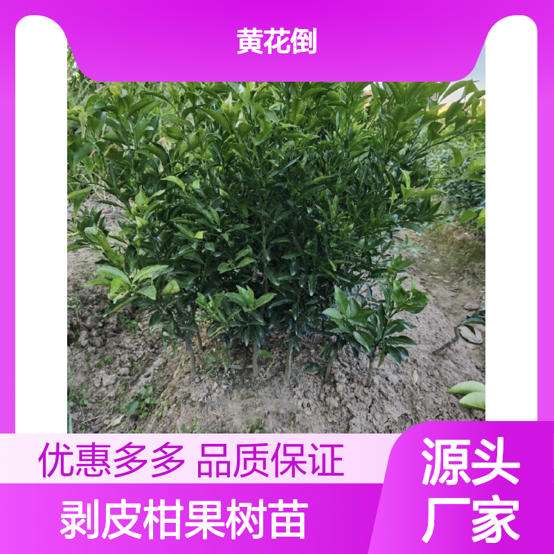 剥皮柑果树苗基地直供 大种油身品系 易于管理