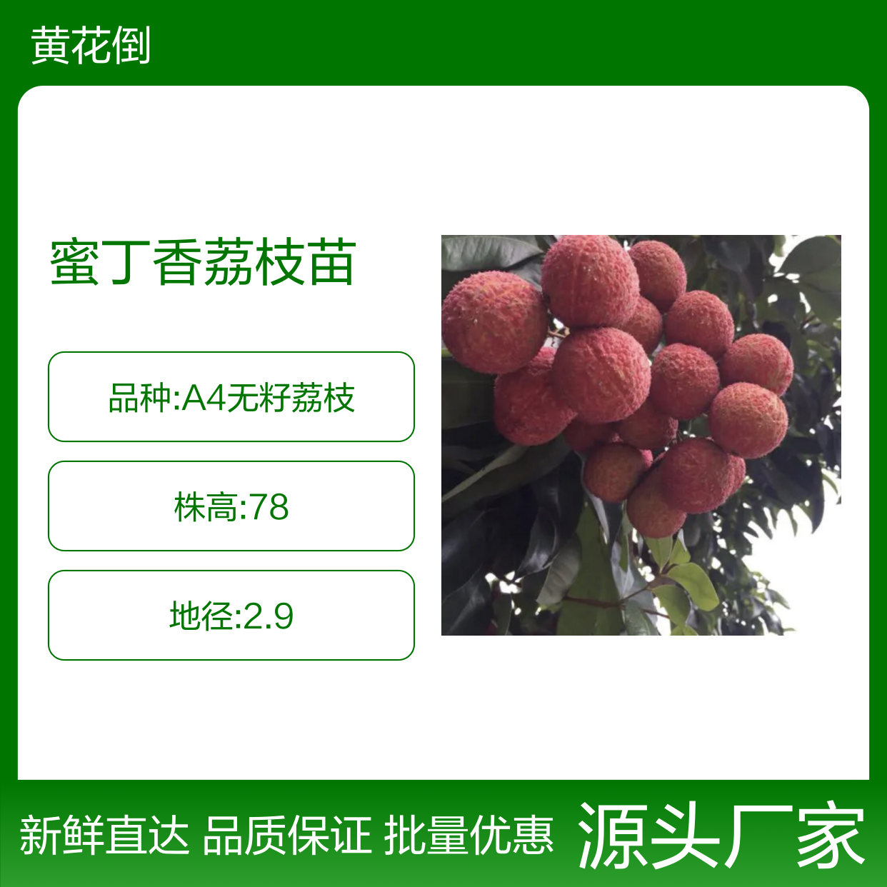 蜜丁香荔枝苗 百亩种植园直供 品质优良 鲜美可口