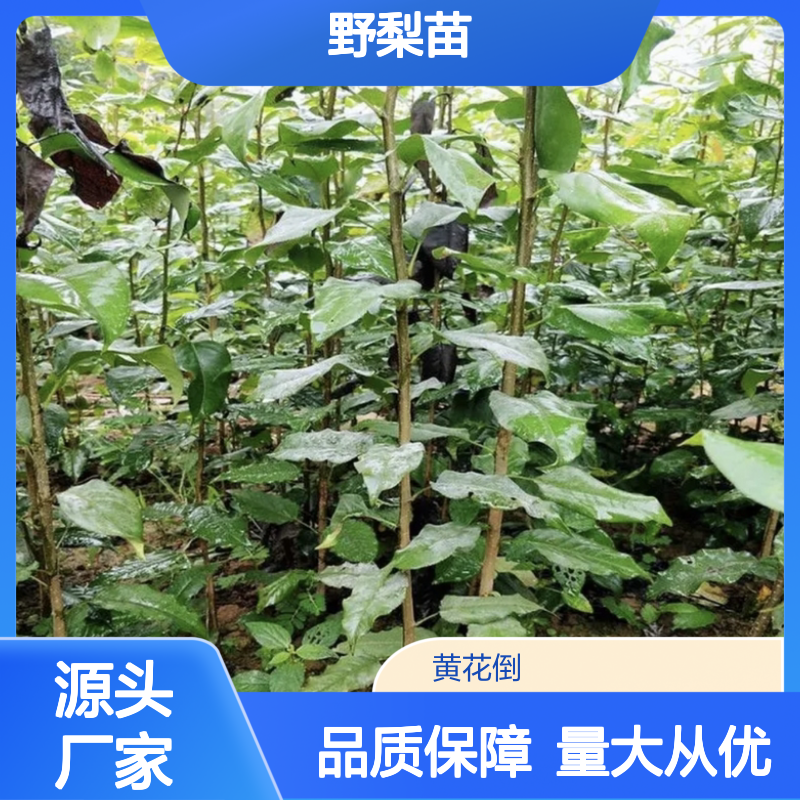 野梨苗批发 耐寒耐旱易栽培 抗病虫害 树形美观