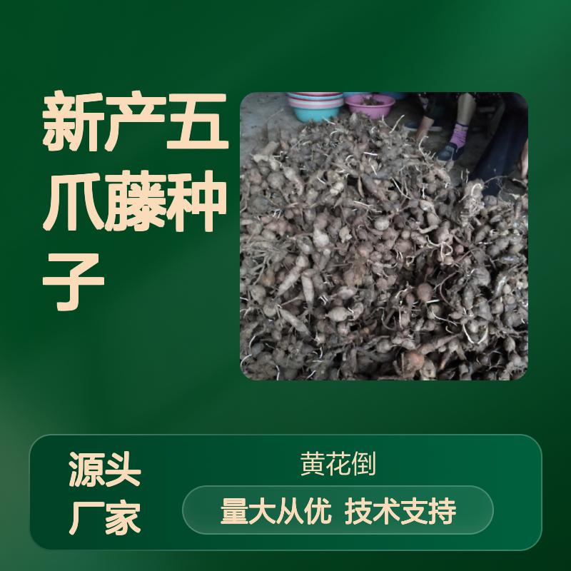 新产五爪藤种子 农户直供 栽培技术指导 生长旺盛