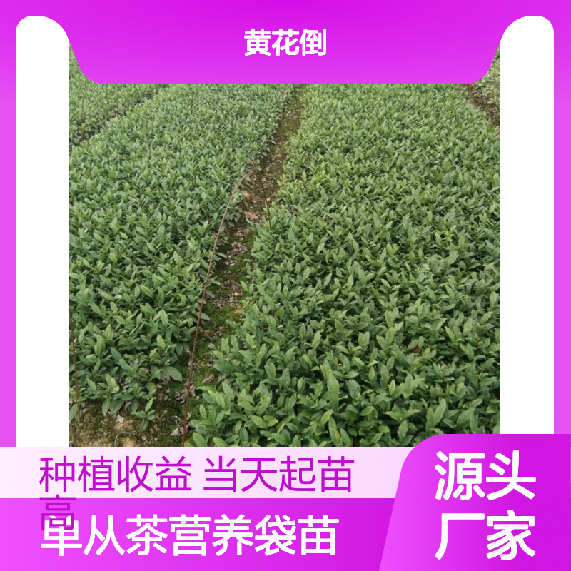 当天起苗当天发白叶单从茶营养袋苗 种植收益好荒山农田均可种植