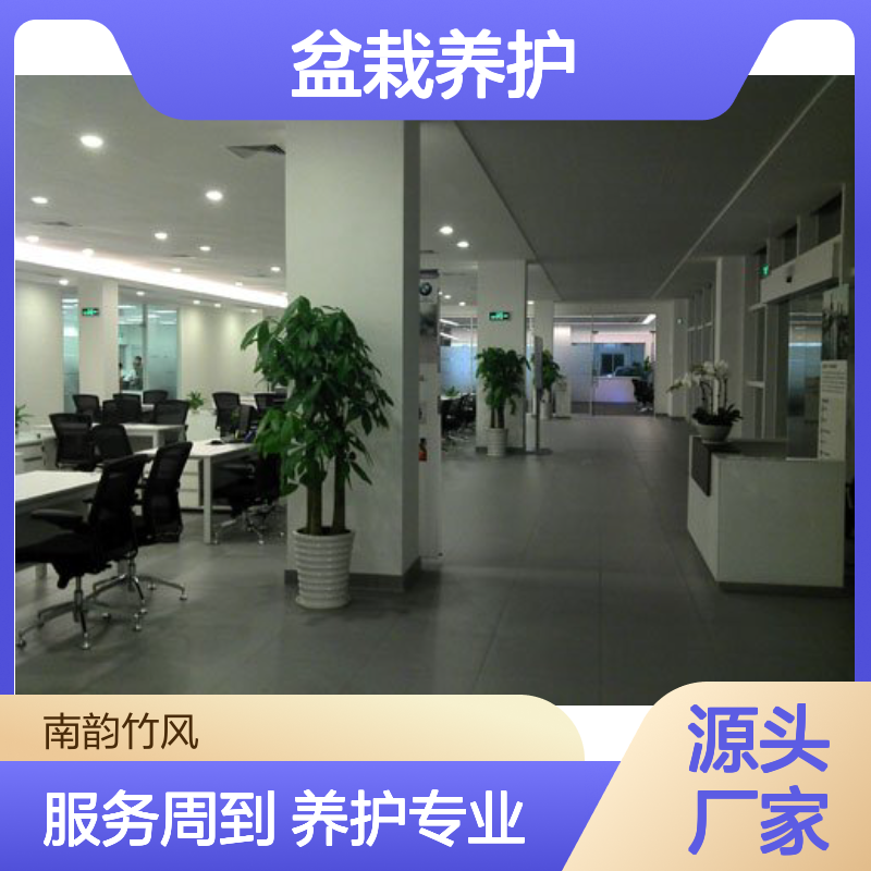 南韵竹风盆栽养护 植物租赁服务 成活率高 品种多样