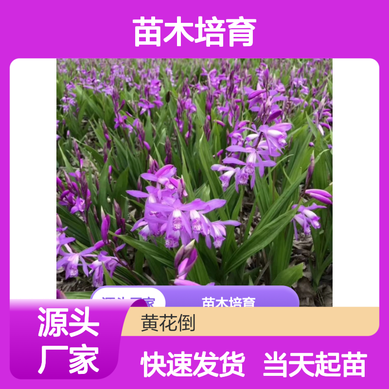 当天起苗当天发连及草芽苗 全程技术指导 十几年苗木培育经验