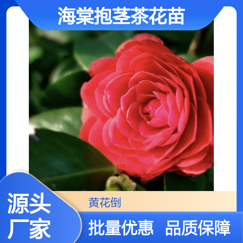 越南海棠抱茎茶花苗 批发供应 形态优美 四季常青