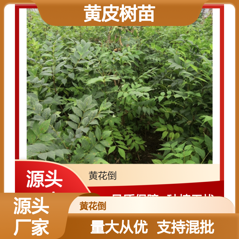 黄皮树苗 园林绿化 药材来源 种植无忧 适应性强