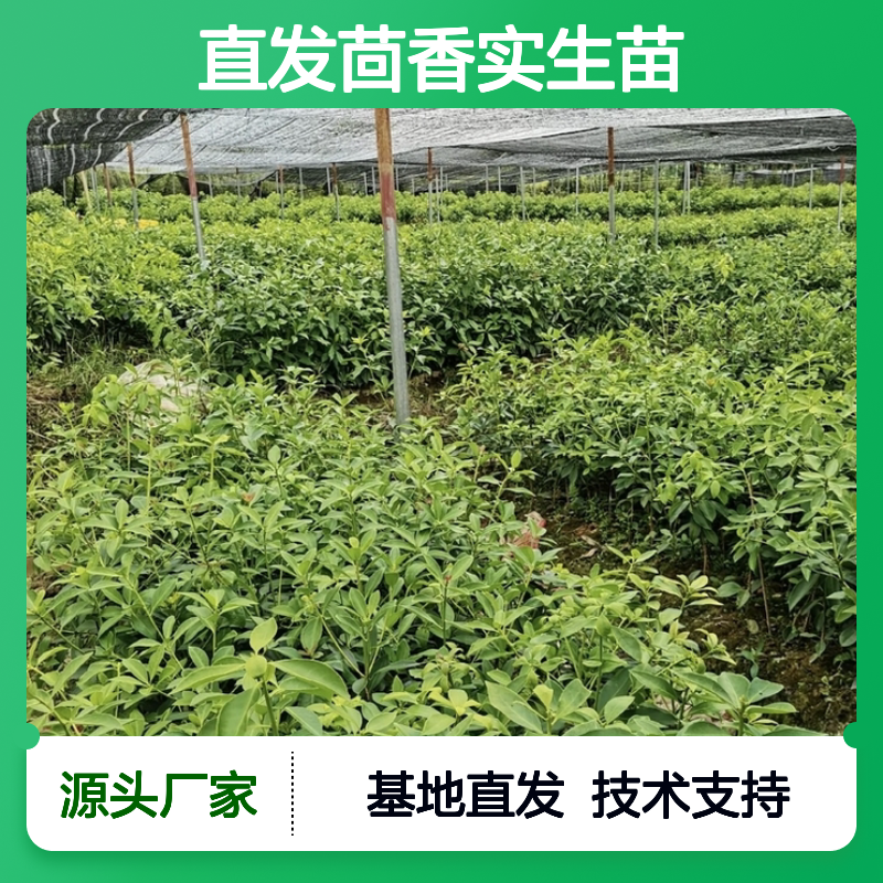 产地直发茴香实生苗 基地直发包教种植管理技术 品质纯正可票
