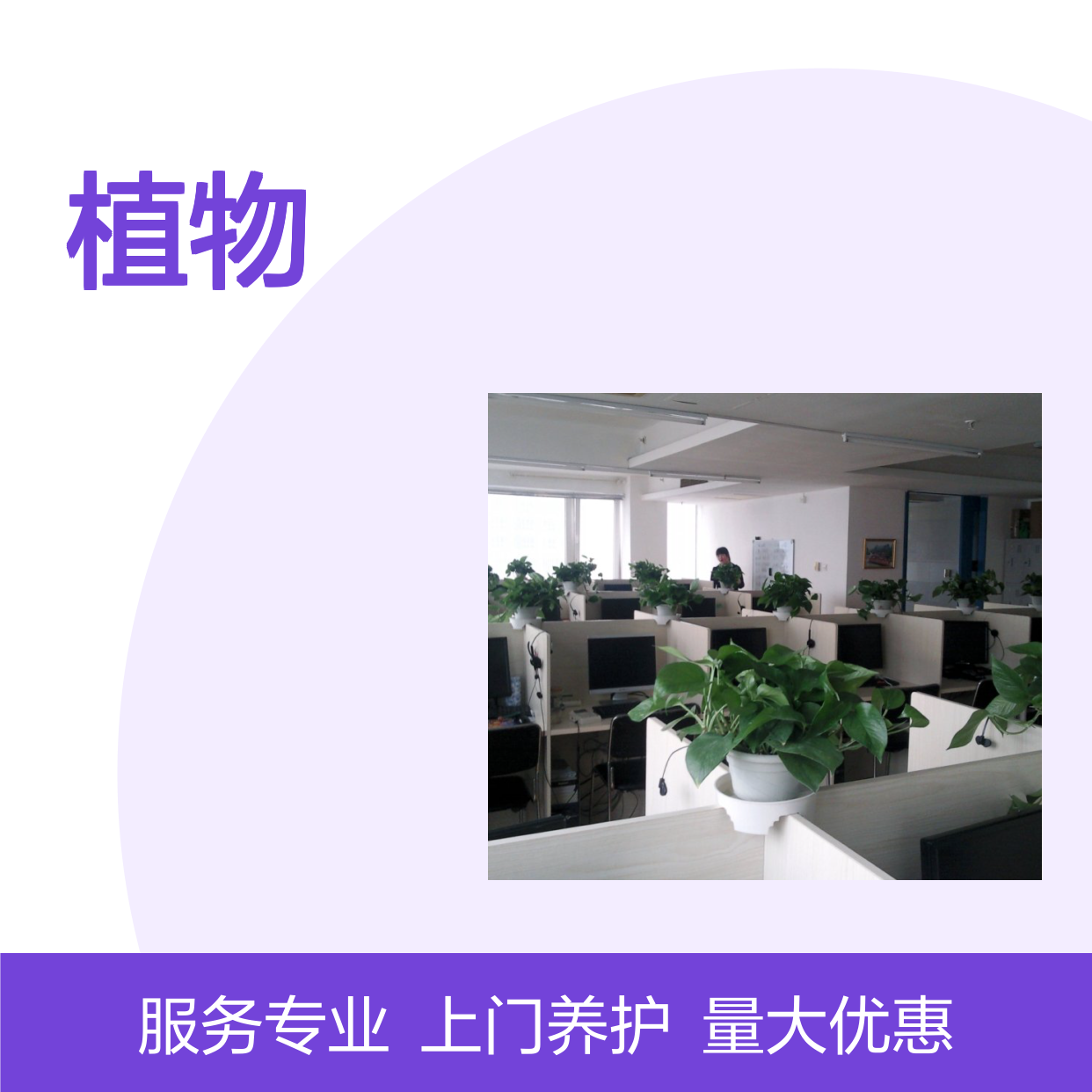南韵竹风植物租赁服务 承接绿化工程 品种多样