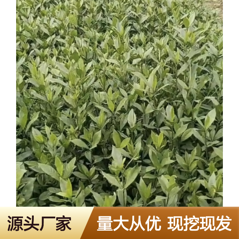 黄栀树苗基地直供 优质常绿灌木 种植专业 应用广泛