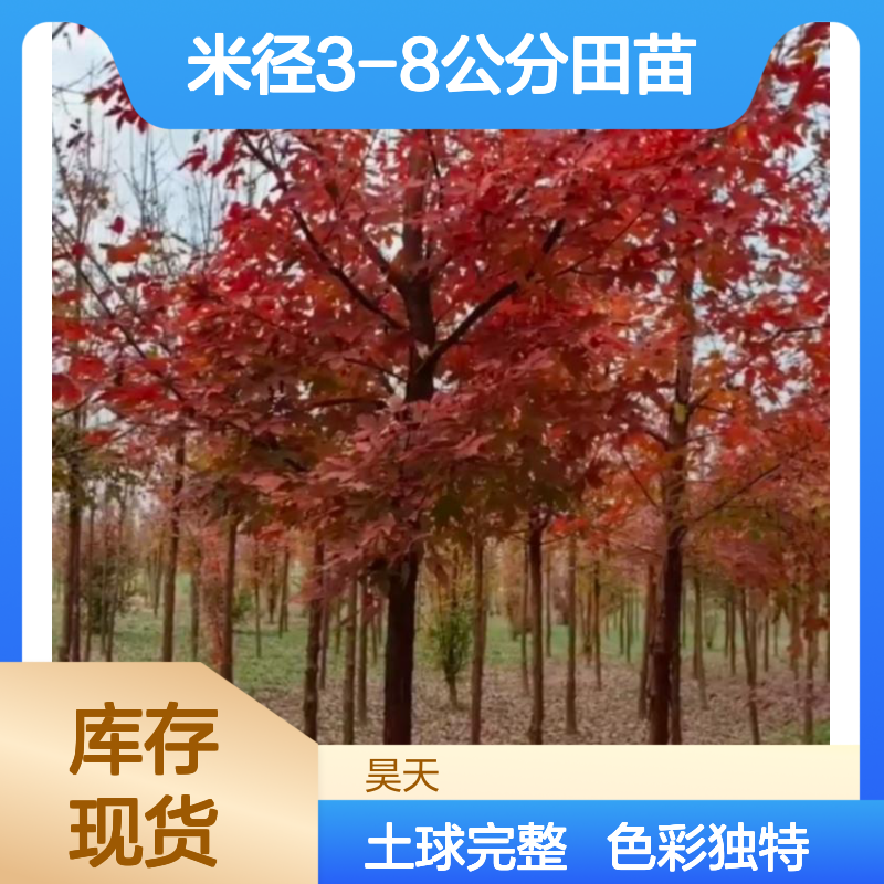 树皮色彩奇特 血皮槭苗木 米径3-8公分田苗 可带完整土球