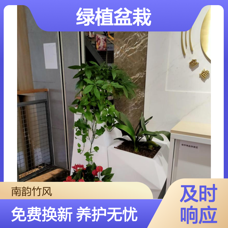 绿植盆栽租摆 车公庙花木租赁 每周定期上门养护 南韵竹风