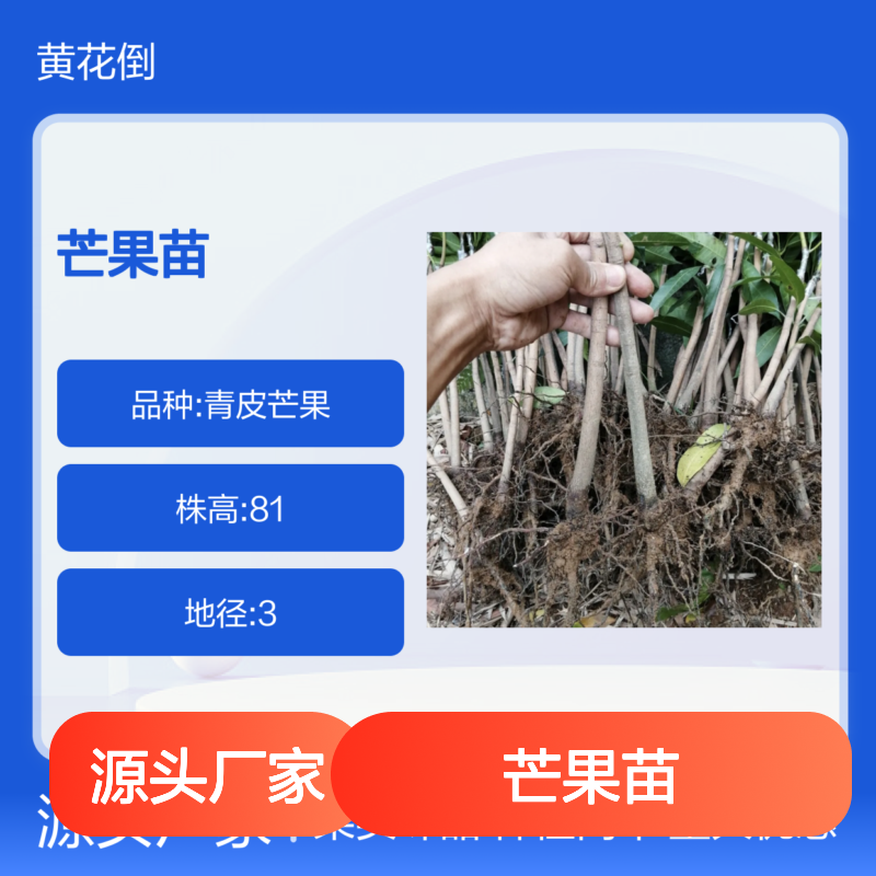金煌芒果苗 青皮品种 源头直供果园种植 管理方便