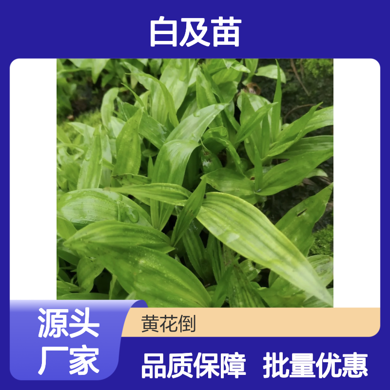 批发白及苗种苗 园林植物优选 适应性强 功效多样