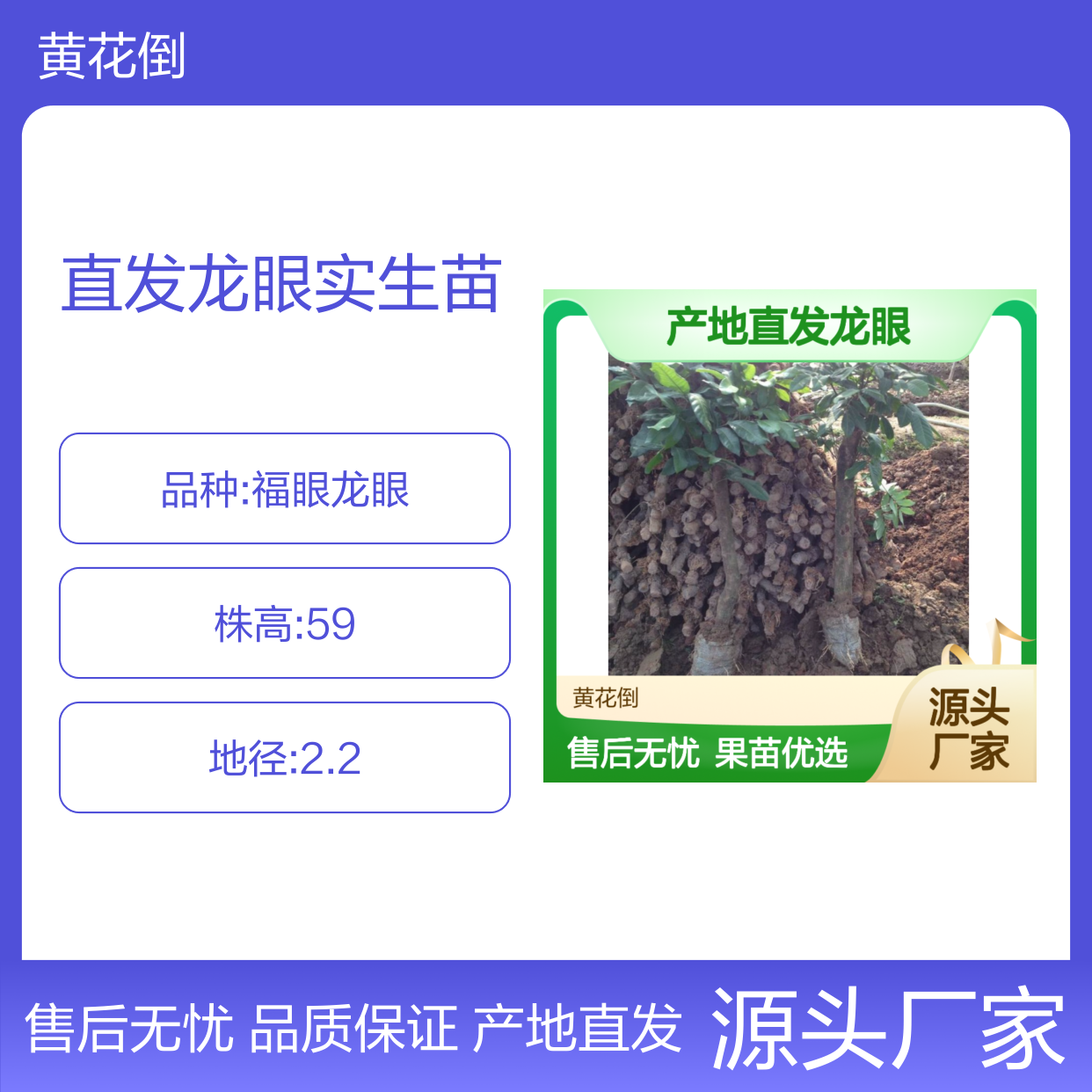 产地直发龙眼实生苗 含种植技术 鲜食品质 健康无害