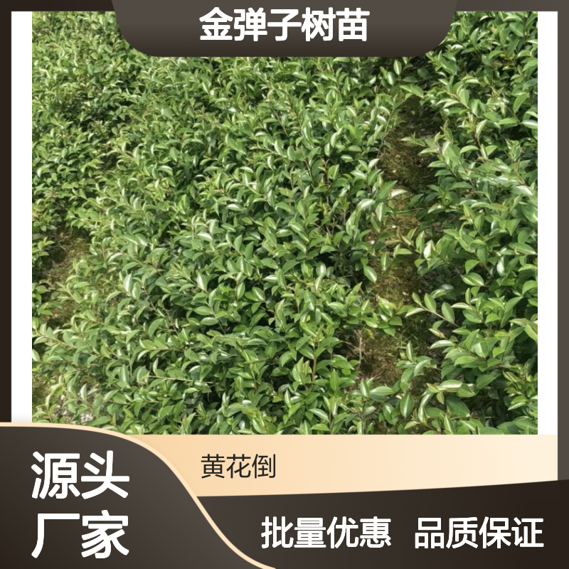 金弹子树苗 批发供应 园林优选 健壮枝条 生长迅速