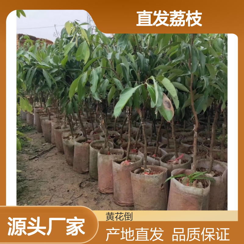 产地直发荔枝直生树苗 基地直发包教种植管理技术 品质纯正可票