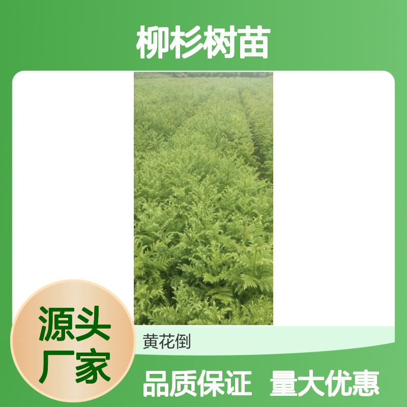 柳杉树苗 绿化环保优选树种 材质轻软 生长迅速