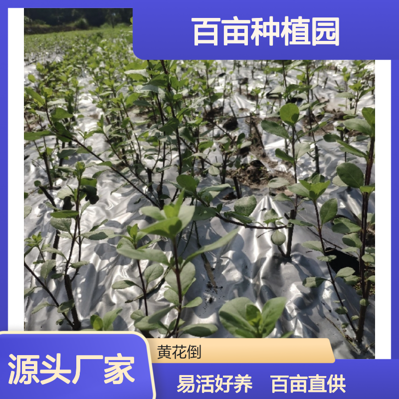 蔓青子苗 百亩种植园直供 扦插繁殖 向阳易活 管理简单