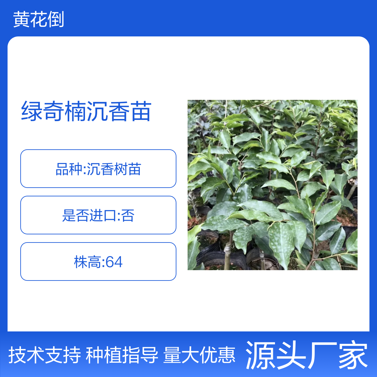 绿奇楠沉香苗 基地直供 种植技术指导 品质优良