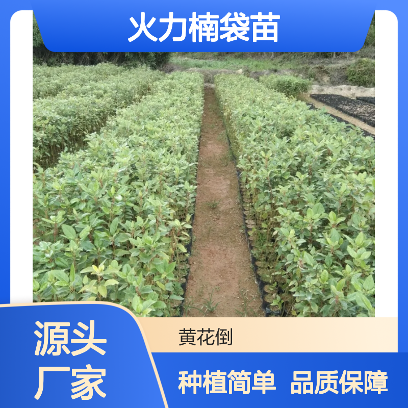 火力楠袋苗 庭园行道优选 芳香提神 观赏性强 生长迅速