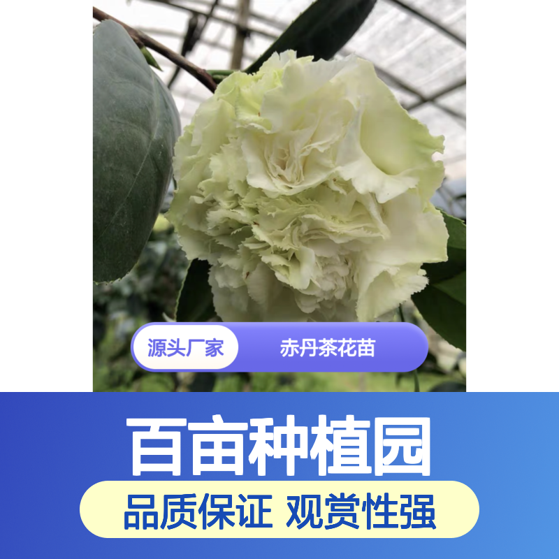 赤丹茶花苗 百亩种植园直供 四季常青 观赏性强
