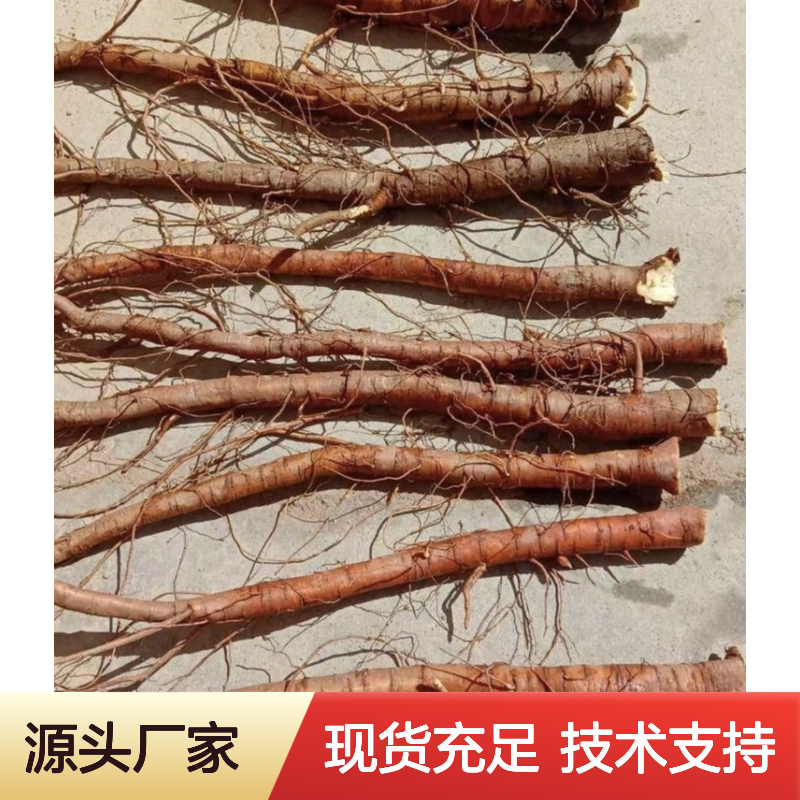 纯新甘草种子 耐旱耐寒易种植 高出芽率 技术指导
