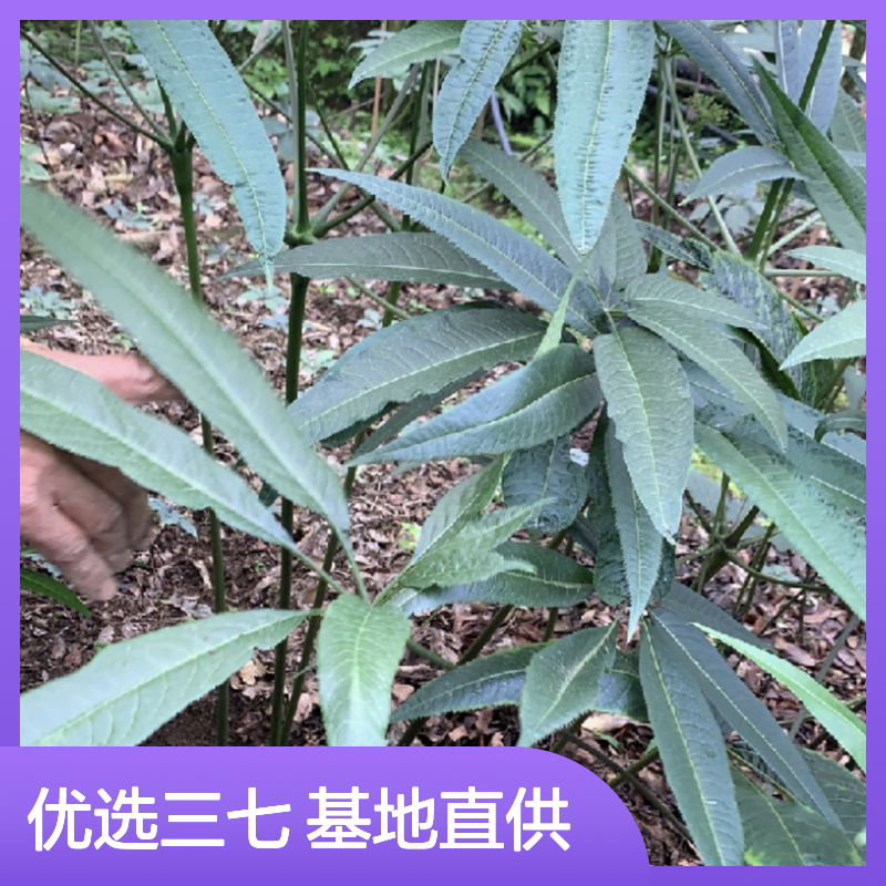 精选三七苗 喜阴植物 遮荫种植 基地直供 品质优良