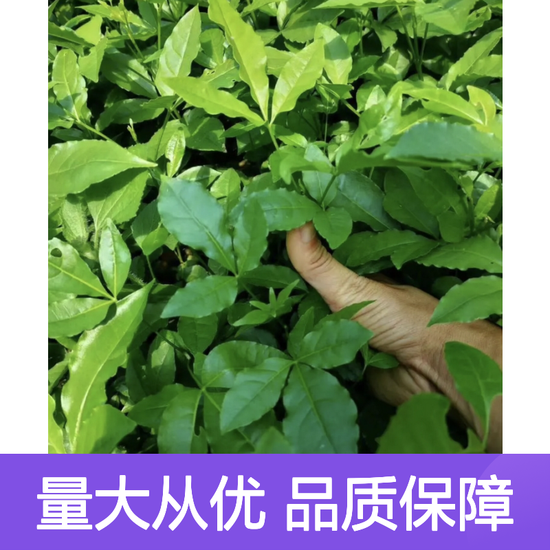 三叉苦种苗 南方特有植物 生长旺盛 适应性强 药用广泛