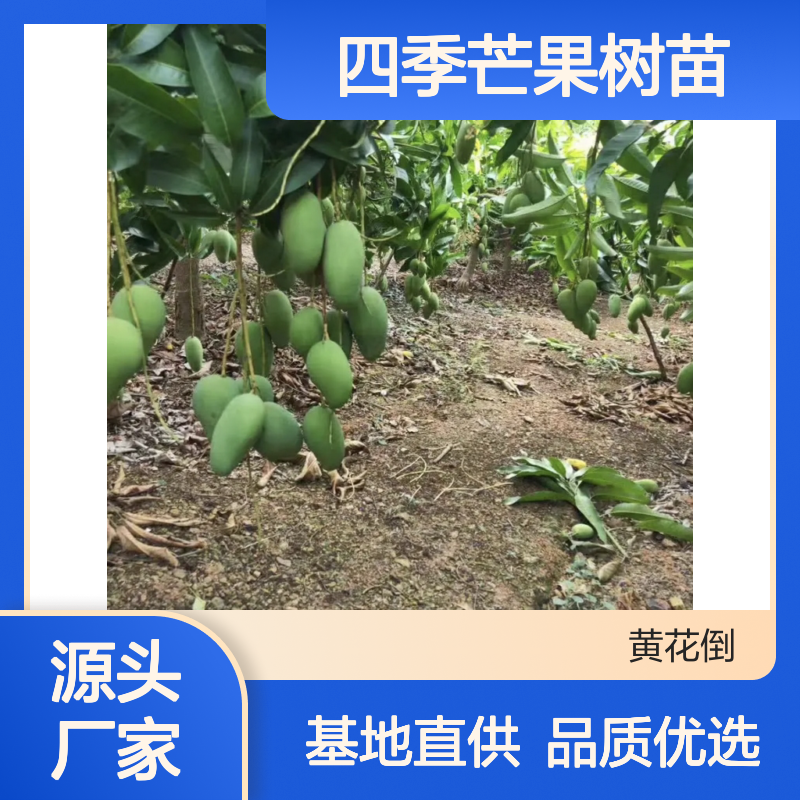 四季芒果树苗 基地直供 品质保证 高产稳产 味浓甜香