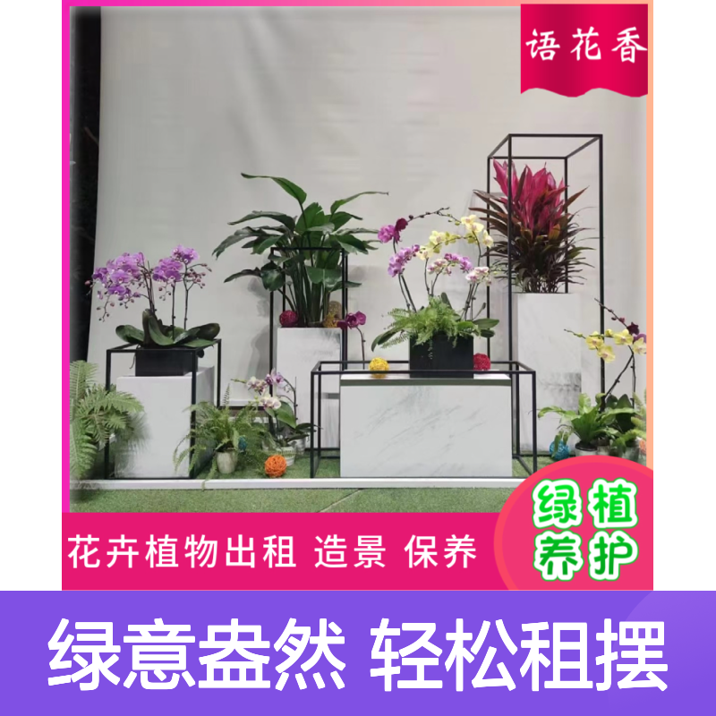 中心会场绿植出租 墨兰朱顶红盆栽 免费设计养护 全程服务