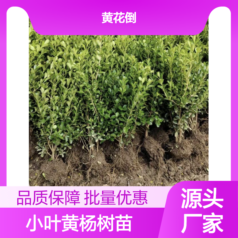 小叶黄杨树苗 百亩基地直供 批发优选 生长迅速