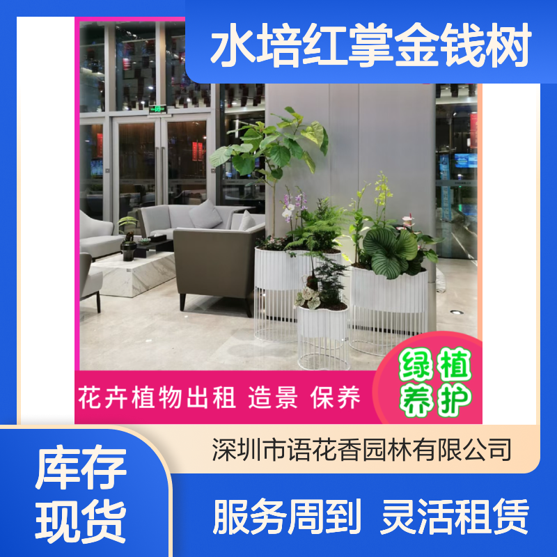 大型水培红掌金钱树盆栽出租 办公室绿植租赁 长期短期灵活租摆