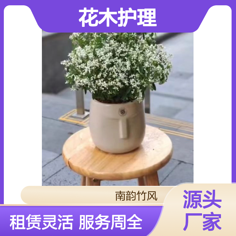 南韵竹风花木护理 租赁服务全包含 品种多样 成活率高