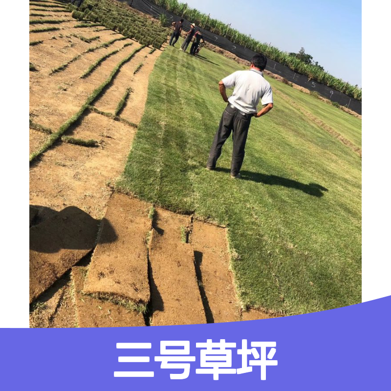 兰引三号草坪 绿化工程专用草种 足球场草 生长迅速 覆盖率高