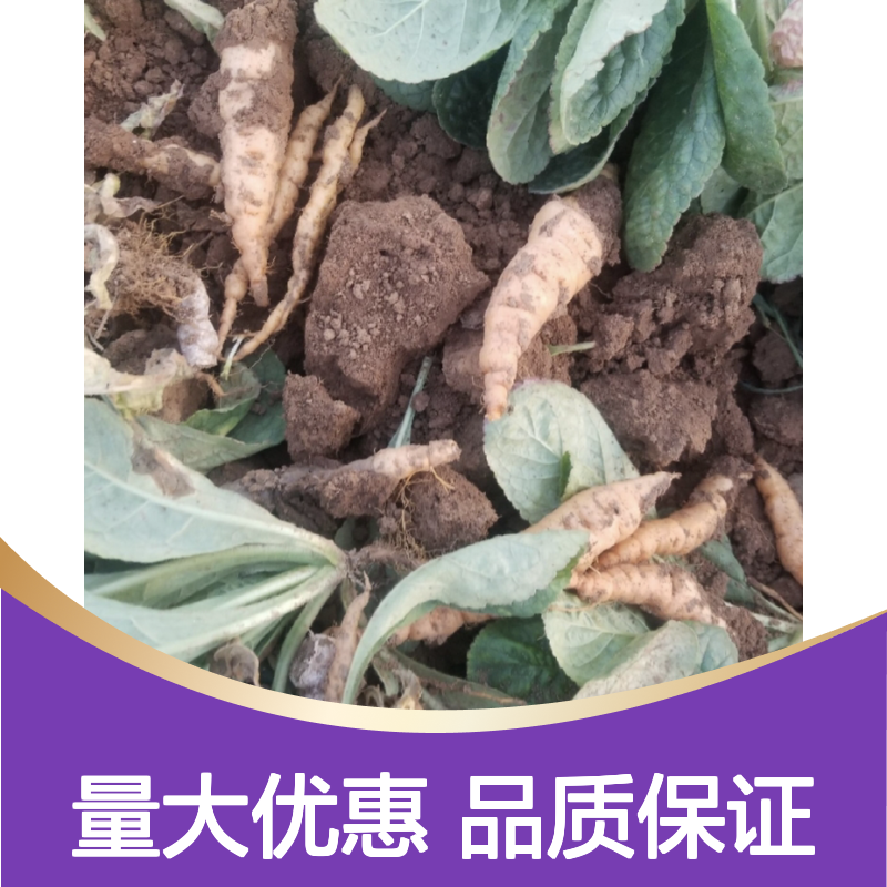 多年生草本地黄苗 批发生地苗 适种广泛 根茎肥厚