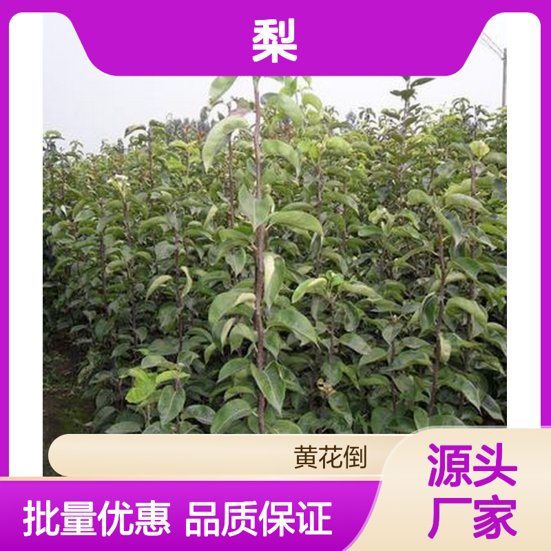 梨种植区优质梨树苗 批发供应 高产稳产 易于管理