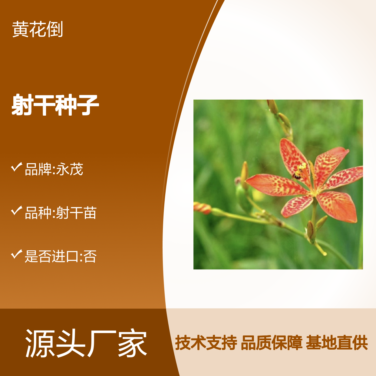 当年新采射干种子 自营基地直供技术指导 耐肥耐旱
