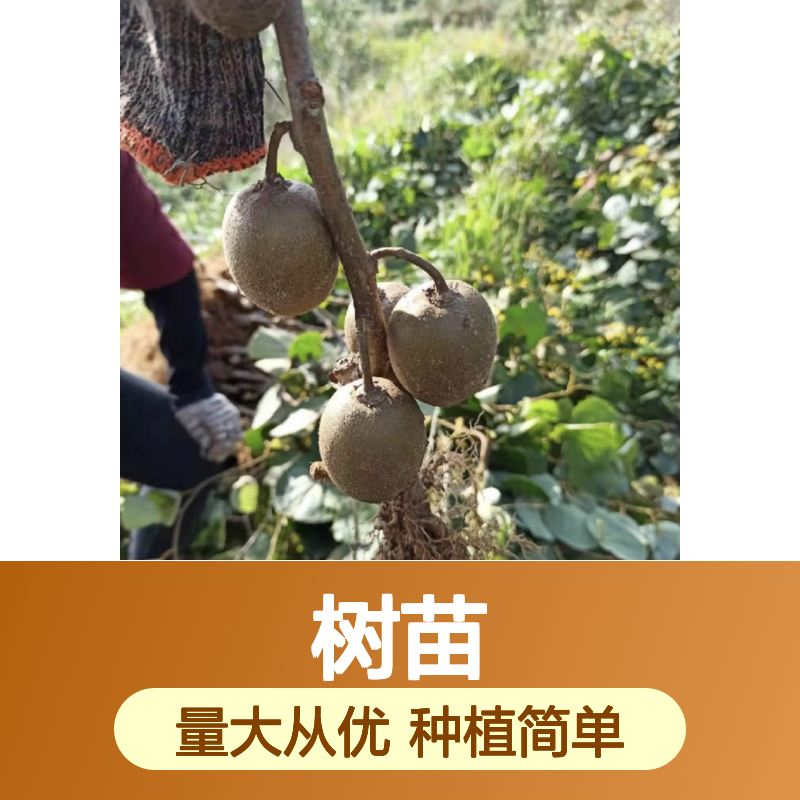 中华猕猴桃树苗 批发种植 风味独特 口感甜酸 品质优良