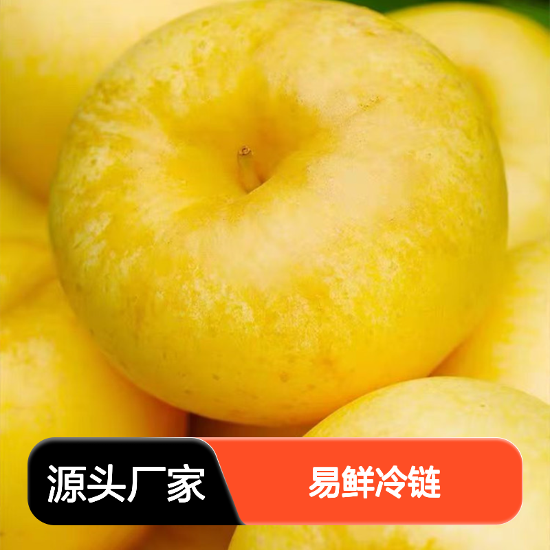 鲜易鲜冷链 维纳斯黄金苹果冷藏配送 广州至海口三亚专线