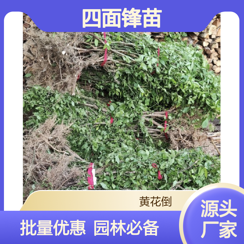 四面锋苗 百亩种植园直供 园林优选 易于养护 适应性强