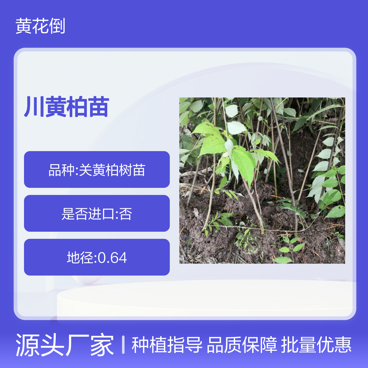 川黄柏苗 园林植物落叶灌木批发 品质优良 生长迅速