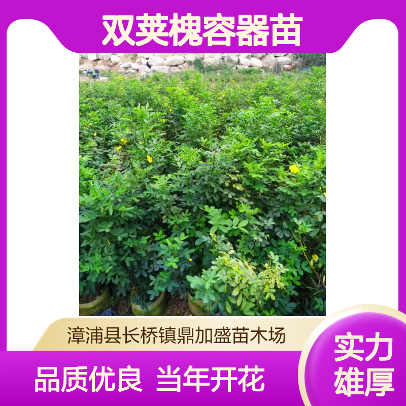 鼎加盛品牌 双荚槐容器苗 株高60cm常绿龙枝型 当年开花漳 州产