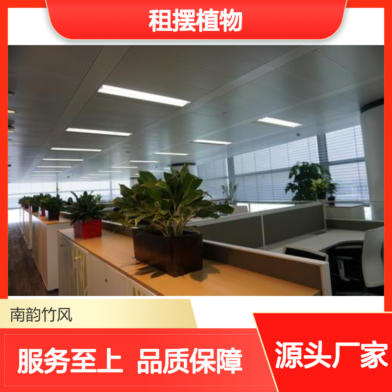 南韵竹风 租摆植物 绿化工程优选 成活率高 品种多样