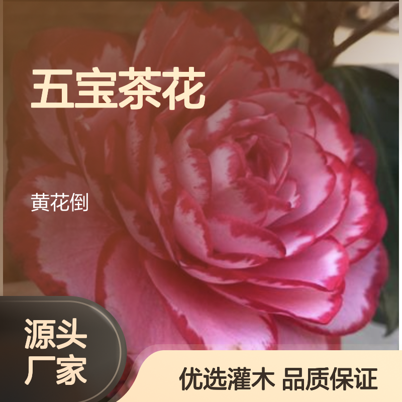 五宝茶花珍稀品种 庭院绿化优选 四季常青 生长旺盛