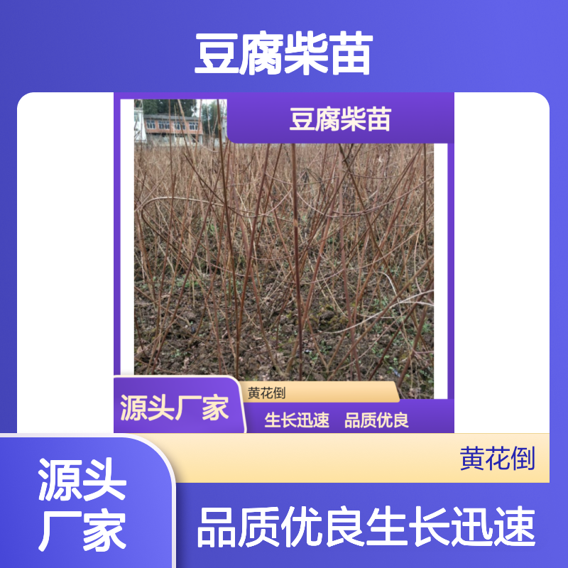 常年基地供应豆腐柴苗 种植收益好荒山农田均可种植