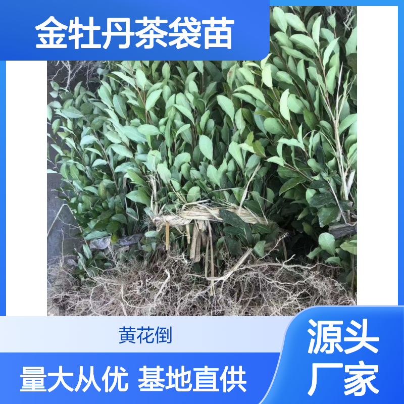 基地批发金牡丹茶袋苗 购买数量达到要求全国专线车直达送货
