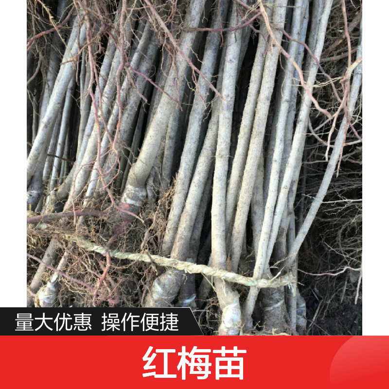 红梅种植区 优质红梅苗 批发供应 成活率高 景观效果