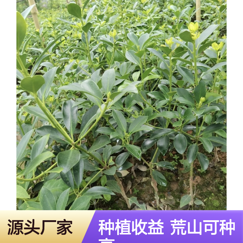 农户直供大红八角实生苗 种植收益好 荒山农田均可种植
